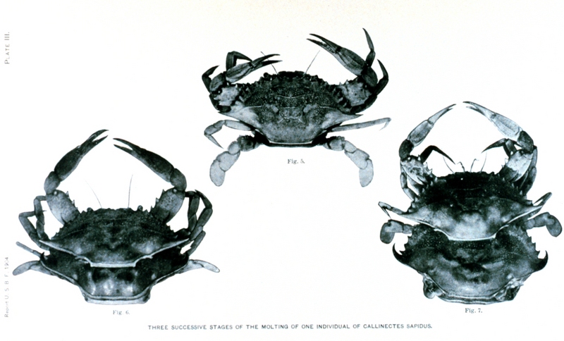 Blue Crab (Callinectes sapidus) {!--청꽃게(푸른꽃게)-->; DISPLAY FULL IMAGE.