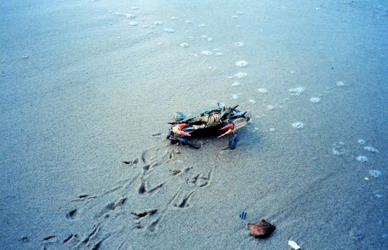 Blue Crab (Callinectes sapidus) {!--청꽃게(푸른꽃게)-->; DISPLAY FULL IMAGE.