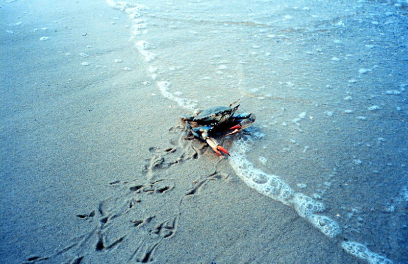 Blue Crab (Callinectes sapidus) {!--청꽃게(푸른꽃게)-->; DISPLAY FULL IMAGE.