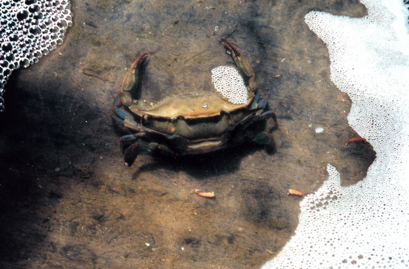 Blue Crab (Callinectes sapidus) {!--청꽃게(푸른꽃게)-->; DISPLAY FULL IMAGE.