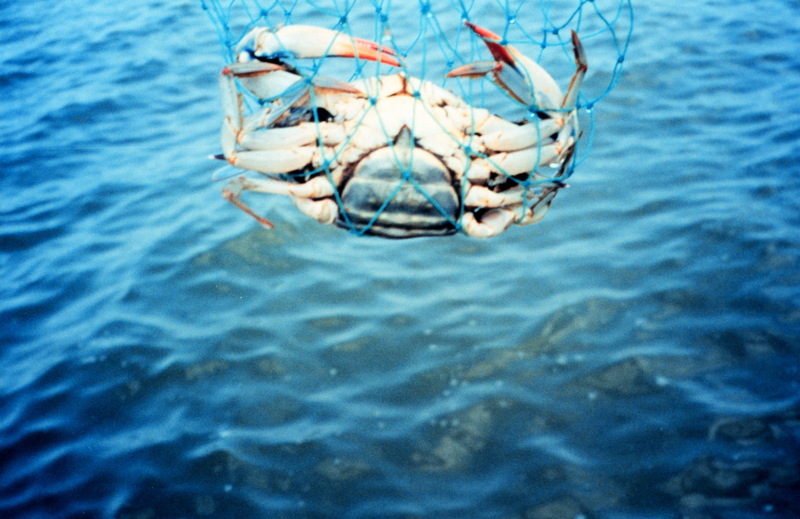 Blue Crab (Callinectes sapidus) {!--청꽃게(푸른꽃게)-->; DISPLAY FULL IMAGE.