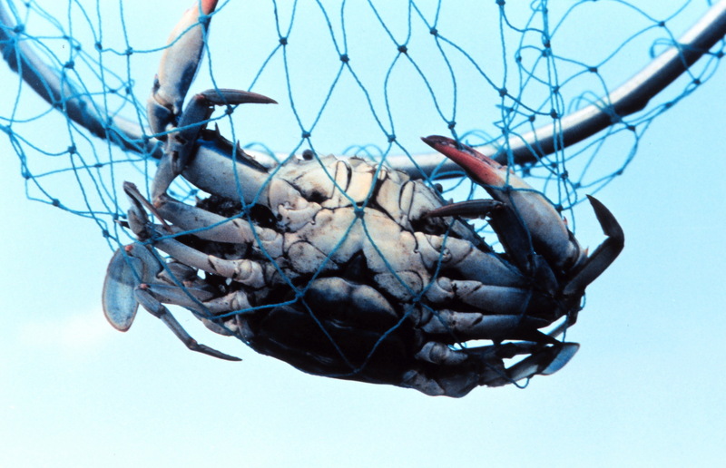 Blue Crab (Callinectes sapidus) {!--청꽃게(푸른꽃게)-->; DISPLAY FULL IMAGE.