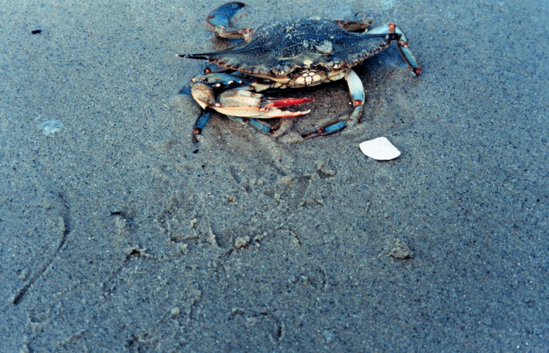 Blue Crab (Callinectes sapidus) {!--청꽃게(푸른꽃게)-->; DISPLAY FULL IMAGE.