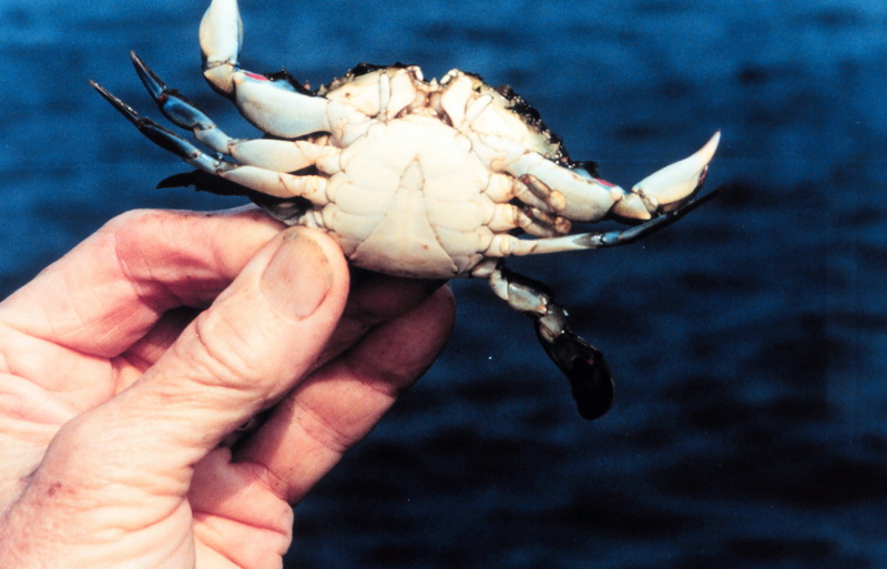 Blue Crab (Callinectes sapidus) {!--청꽃게(푸른꽃게)-->; DISPLAY FULL IMAGE.