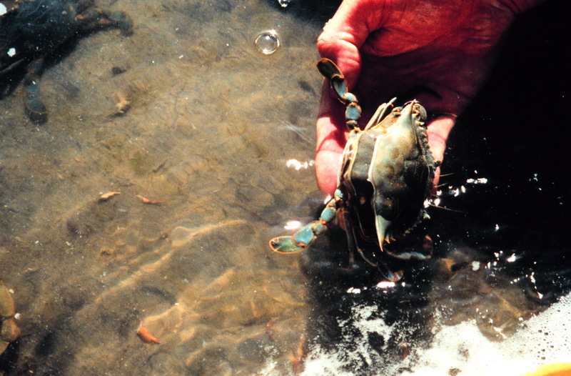 Blue Crab (Callinectes sapidus) {!--청꽃게(푸른꽃게)-->; DISPLAY FULL IMAGE.