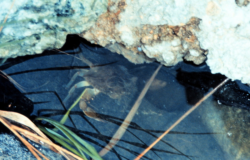 Blue Crab (Callinectes sapidus) {!--청꽃게(푸른꽃게)-->; DISPLAY FULL IMAGE.