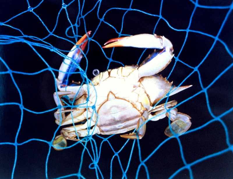 Blue Crab (Callinectes sapidus) {!--청꽃게(푸른꽃게)-->; DISPLAY FULL IMAGE.