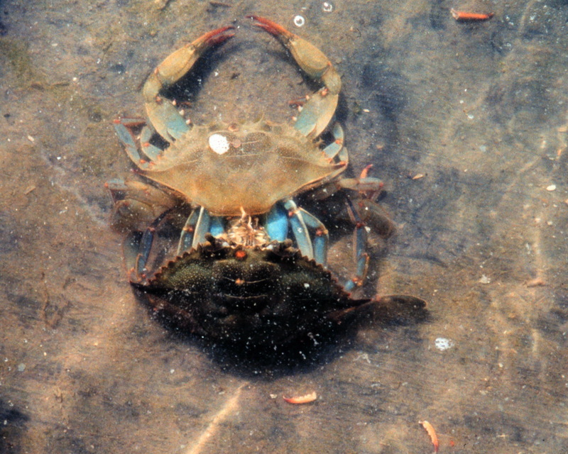 Blue Crab (Callinectes sapidus) {!--청꽃게(푸른꽃게)/탈피-->; DISPLAY FULL IMAGE.