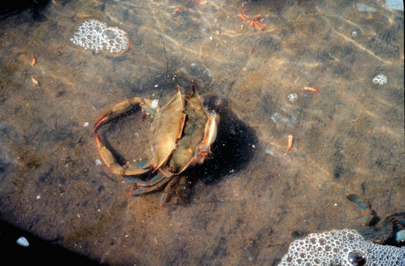 Blue Crab (Callinectes sapidus) {!--청꽃게(푸른꽃게)/탈피-->; DISPLAY FULL IMAGE.