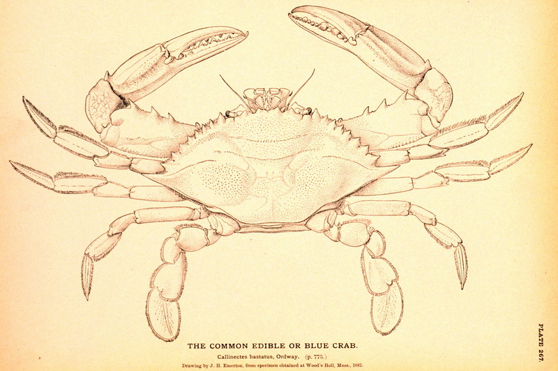 Blue Crab (Callinectes sapidus) {!--청꽃게(푸른꽃게)-->; DISPLAY FULL IMAGE.