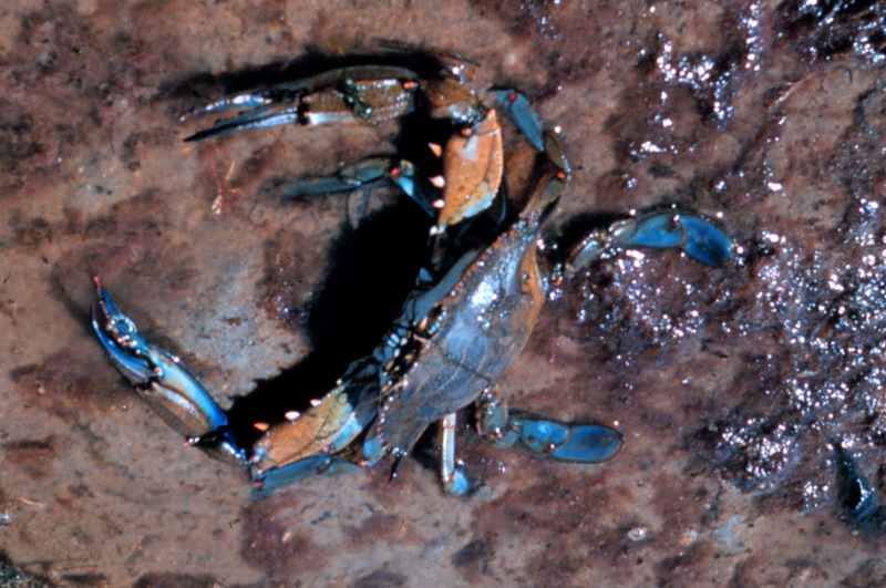 Blue Crab (Callinectes sapidus) {!--청꽃게(푸른꽃게)-->; DISPLAY FULL IMAGE.