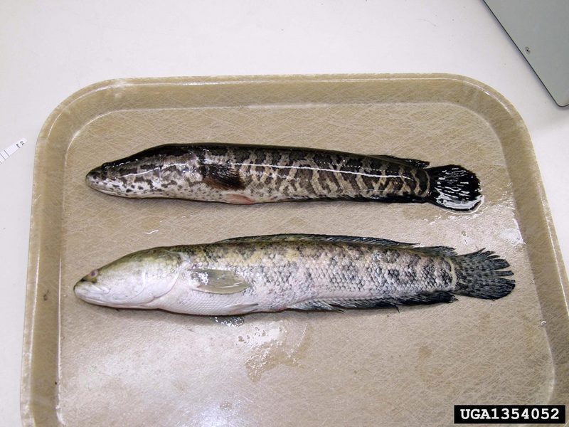 Northern Snakehead (Channa argus) {!--가물치-->; DISPLAY FULL IMAGE.