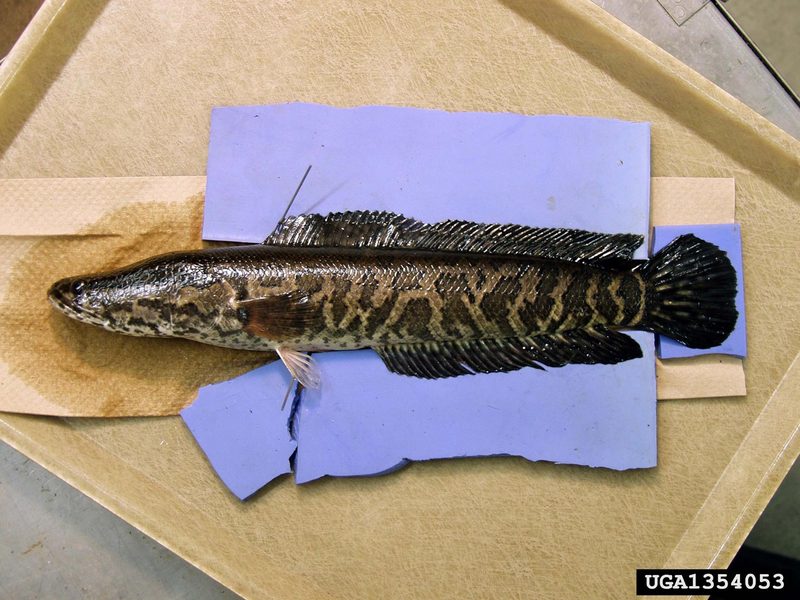 Northern Snakehead (Channa argus) {!--가물치-->; DISPLAY FULL IMAGE.