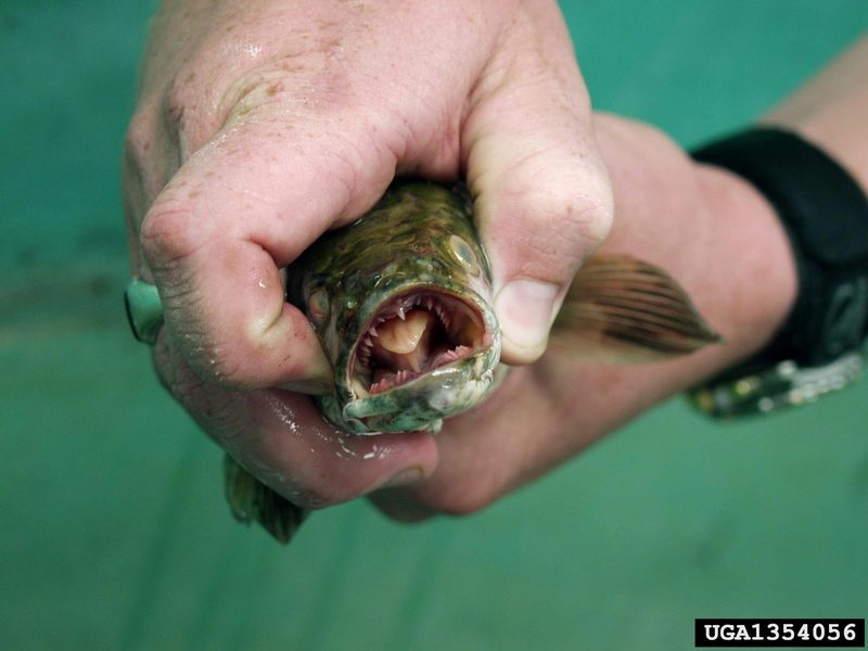 Northern Snakehead (Channa argus) {!--가물치-->; DISPLAY FULL IMAGE.