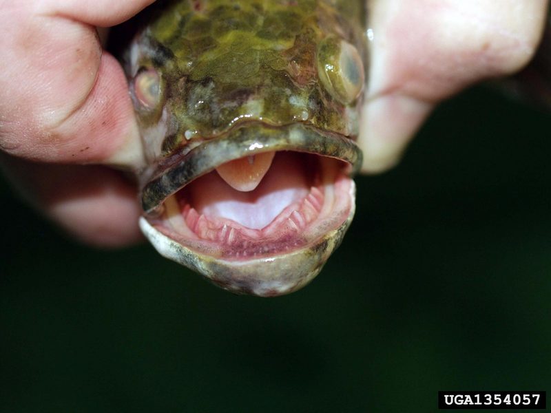 Northern Snakehead (Channa argus) {!--가물치-->; DISPLAY FULL IMAGE.