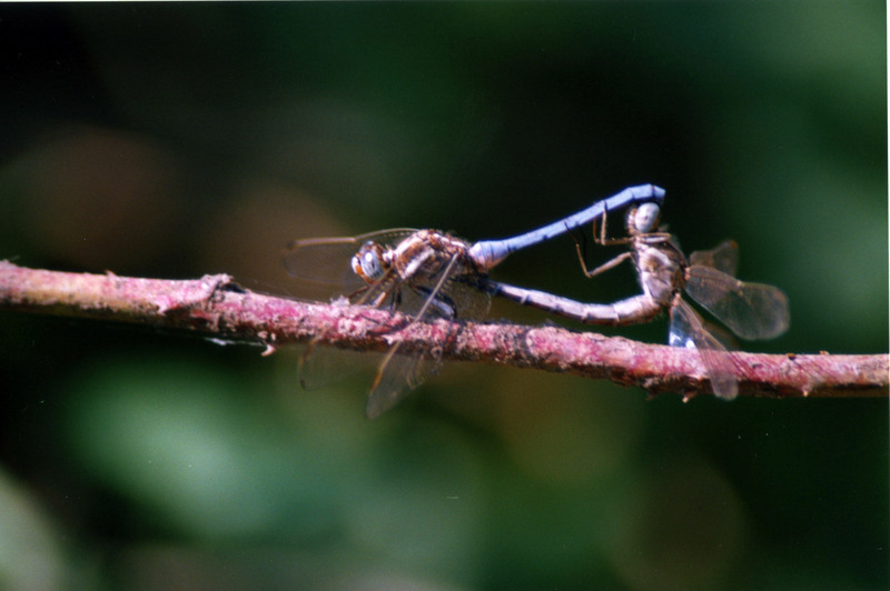 odonata (israel); DISPLAY FULL IMAGE.