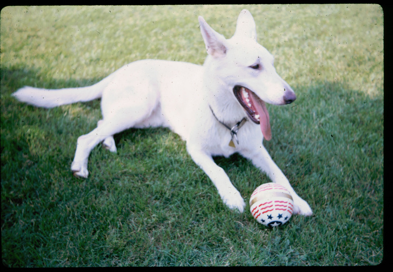 Our Dutches; DISPLAY FULL IMAGE.