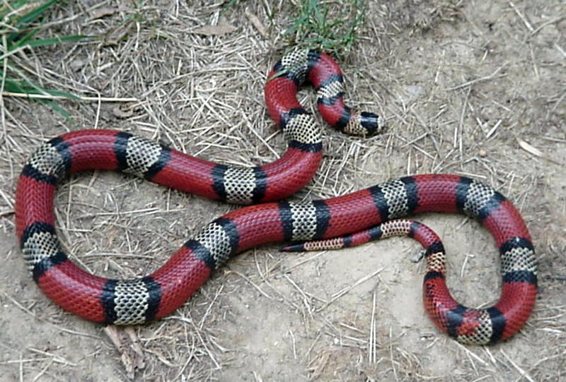 Central Nicaraguan milksnake (L.t.hondurensis) female; DISPLAY FULL IMAGE.