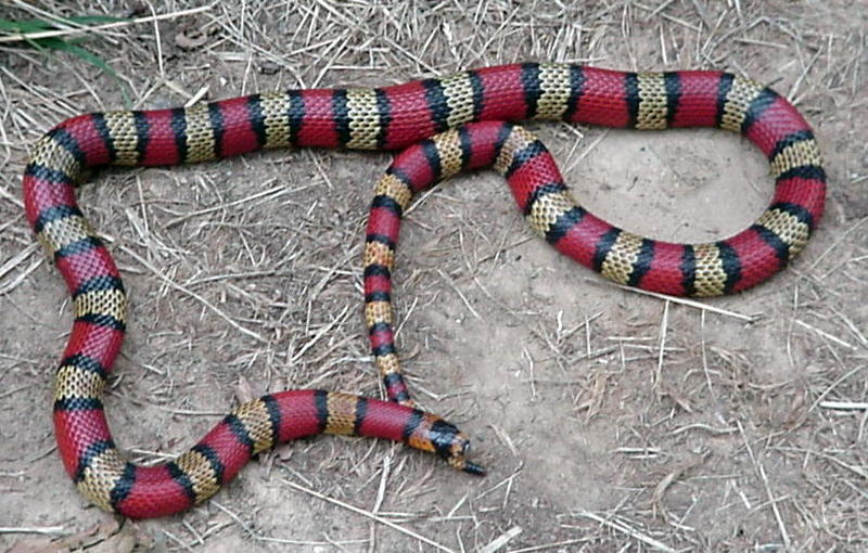 Central Nicaraguan milksnake (L.t.hondurensis) male; DISPLAY FULL IMAGE.