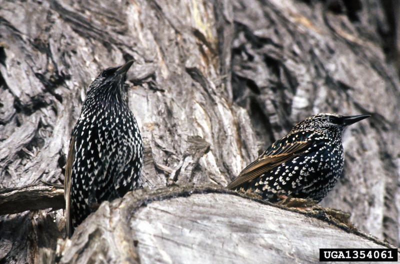 Common Starling (Sturnus vulgaris) {!--흰점찌르레기-->; DISPLAY FULL IMAGE.