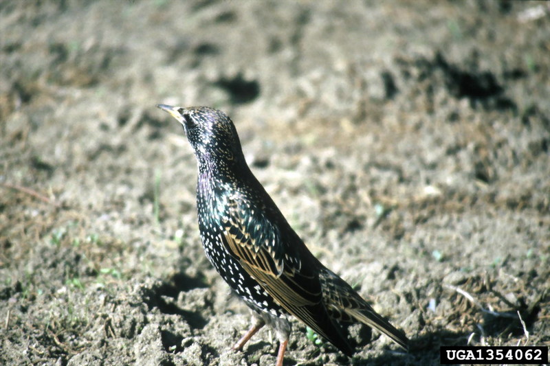 Common Starling (Sturnus vulgaris) {!--흰점찌르레기-->; DISPLAY FULL IMAGE.