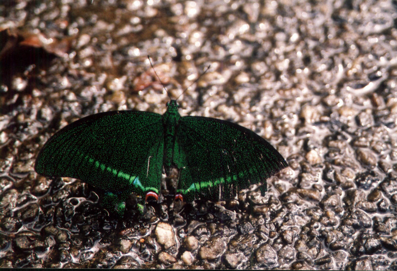butterfly - Paris peacock - Papilio paris; DISPLAY FULL IMAGE.