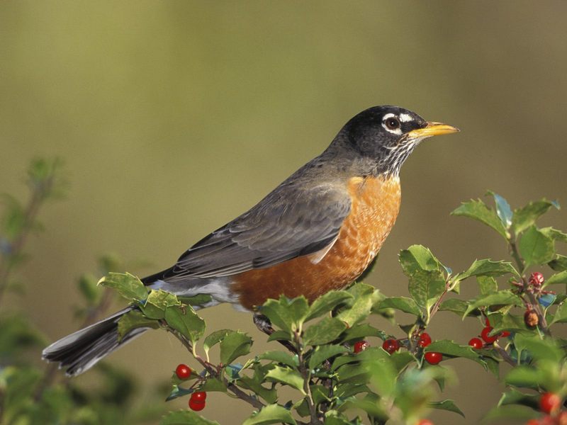 [Daily_Photos_CD4] Daily Photos, November 2005 : American Robin; DISPLAY FULL IMAGE.