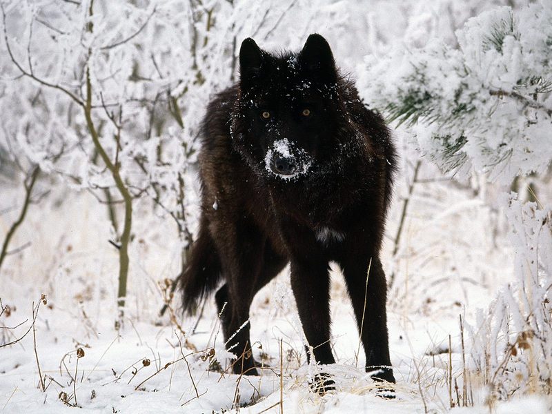 [Daily_Photos_CD4] Daily Photos, November 2005 : Cold Stare, Gray Wolf; DISPLAY FULL IMAGE.