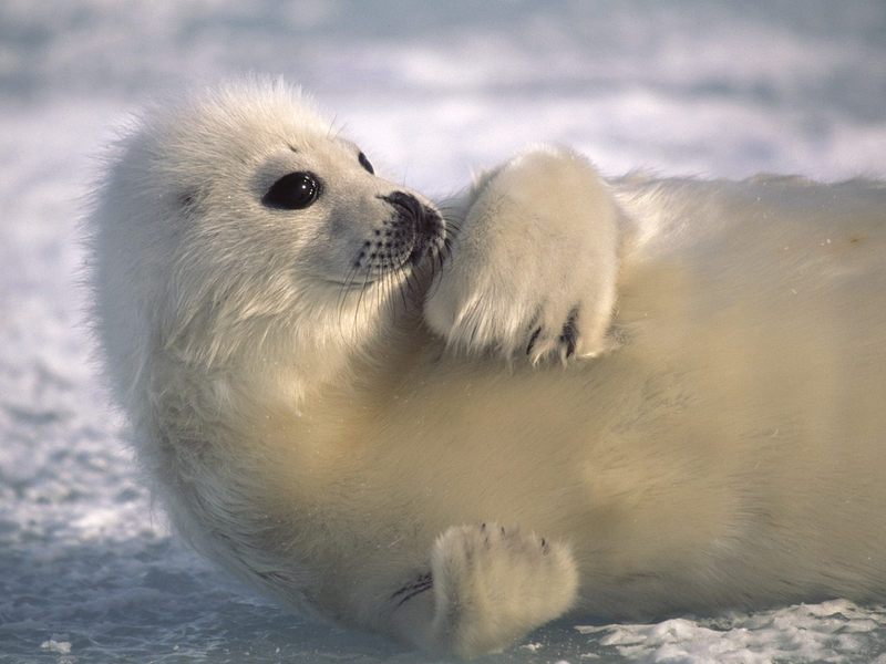 [Daily_Photos_CD4] Laid Back Harp Seal; DISPLAY FULL IMAGE.