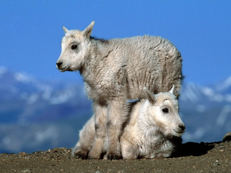 [Daily_Photos_CD4] Mountain Goat Kids; DISPLAY FULL IMAGE.