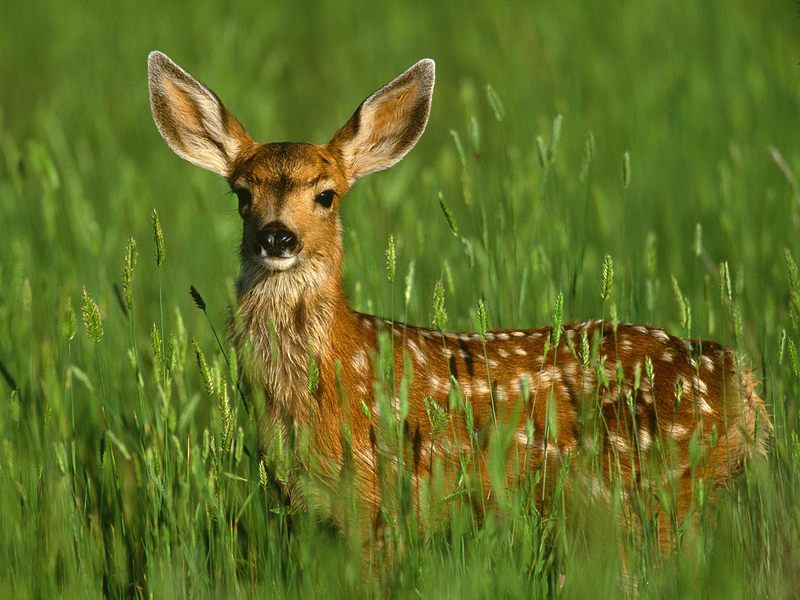 [Daily_Photos_CD4] Mule Deer Fawn; DISPLAY FULL IMAGE.