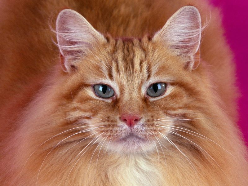 [Daily_Photos_CD4] Portrait of Oliver; DISPLAY FULL IMAGE.