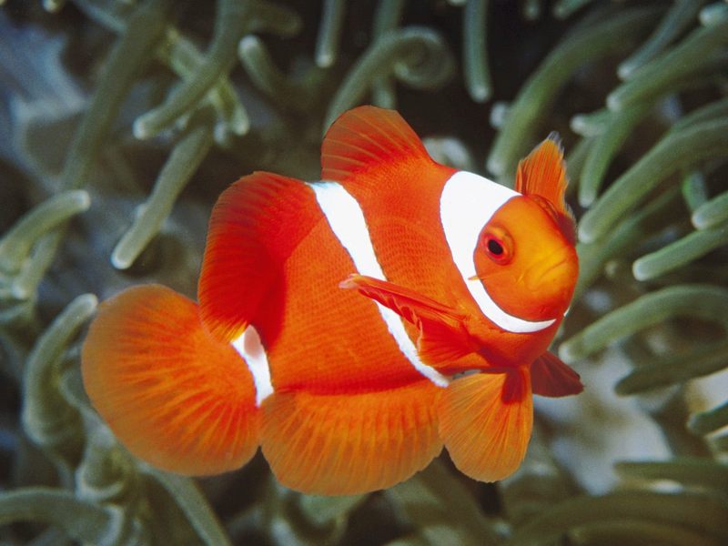 [Daily_Photos_CD4] Spine-Cheek Anemonefish, Papua New Guinea; DISPLAY FULL IMAGE.