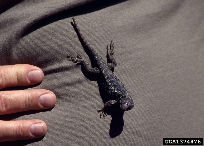 Spiny Lizard (Sceloporus sp.) {!--울타리도마뱀류-->; DISPLAY FULL IMAGE.