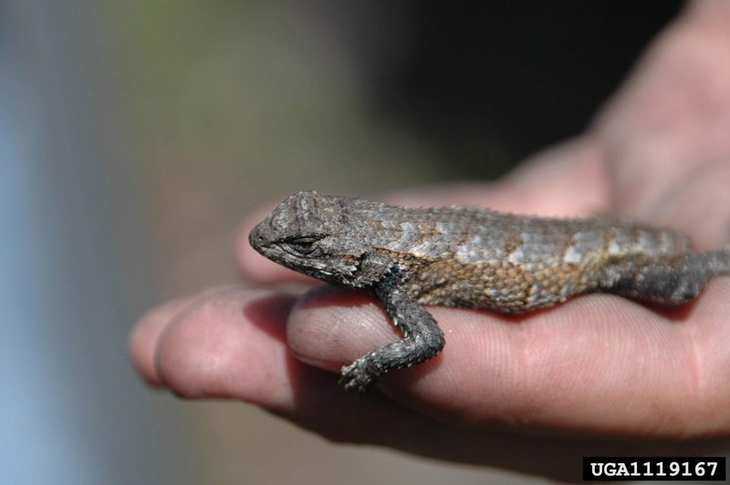 Southern Fence Lizard (Sceloporus undulatus undulatus) {!--울타리도마뱀-->; DISPLAY FULL IMAGE.