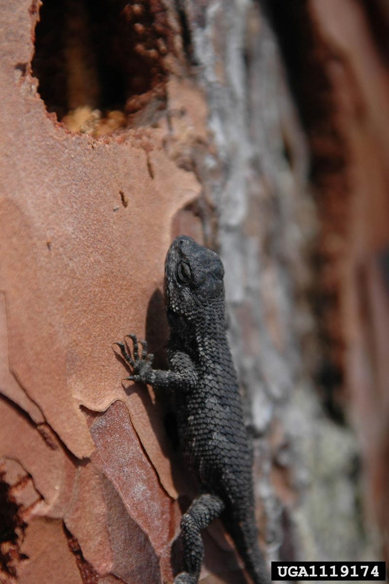 Southern Fence Lizard (Sceloporus undulatus undulatus) {!--울타리도마뱀-->; DISPLAY FULL IMAGE.