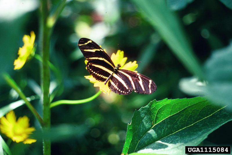 Zebra Longwing Butterfly (Heliconius charitonius) {!--얼룩말독나비-->; DISPLAY FULL IMAGE.