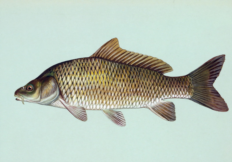 Common Carp (Cyprinus carpio) {!--잉어-->; DISPLAY FULL IMAGE.