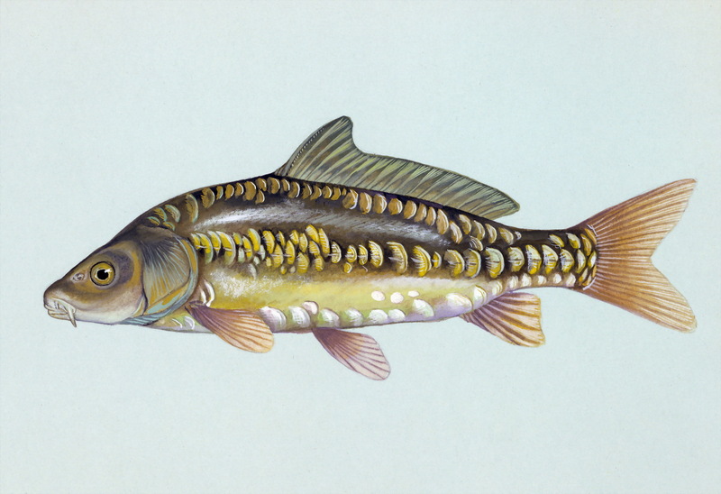 Mirror Carp (Cyprinus carpio) {!--거울잉어-->; DISPLAY FULL IMAGE.