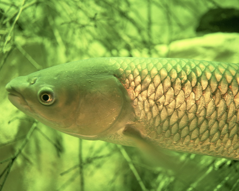 Grass Carp (Ctenopharyngodon idella) {!--초어(草魚)-->; DISPLAY FULL IMAGE.