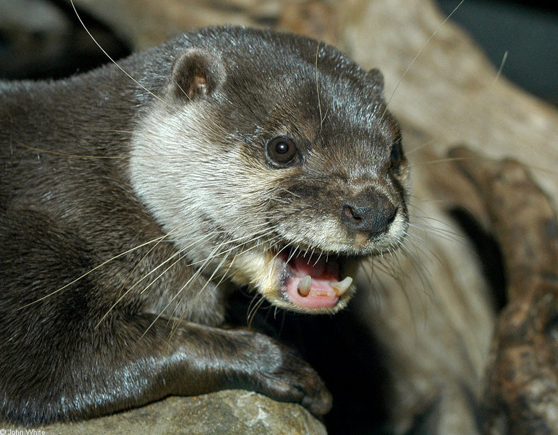 Asian Small-clawed Otter (Aonyx cinerea); DISPLAY FULL IMAGE.