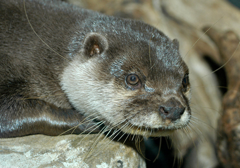 Asian Small-clawed Otter (Aonyx cinerea)002; DISPLAY FULL IMAGE.