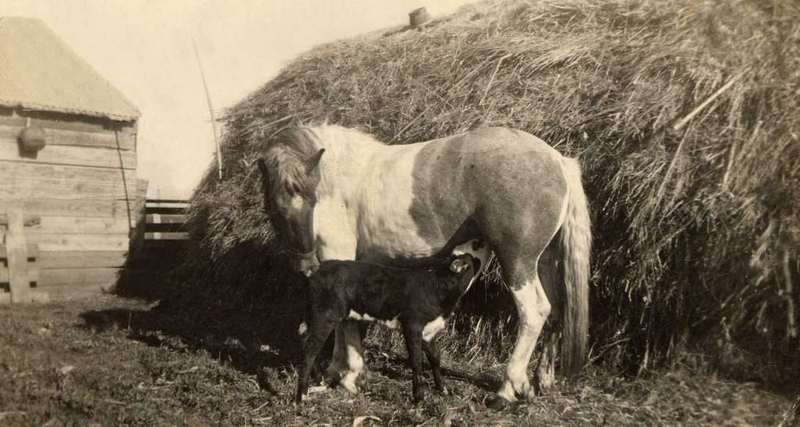 Species Confusion; DISPLAY FULL IMAGE.