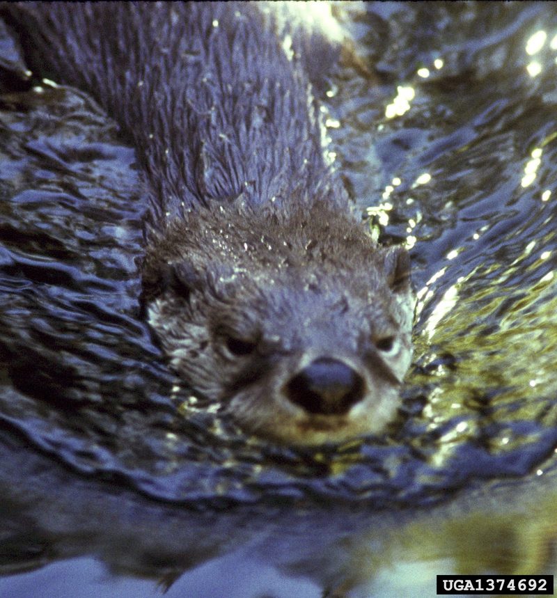 North American River Otter (Lontra canadensis){!--북미수달-->; DISPLAY FULL IMAGE.