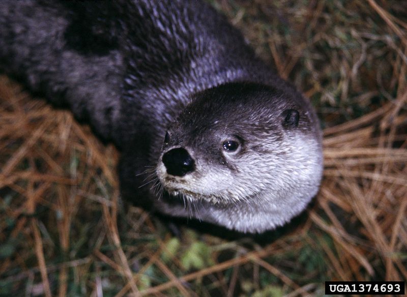 North American River Otter (Lontra canadensis){!--북미수달-->; DISPLAY FULL IMAGE.