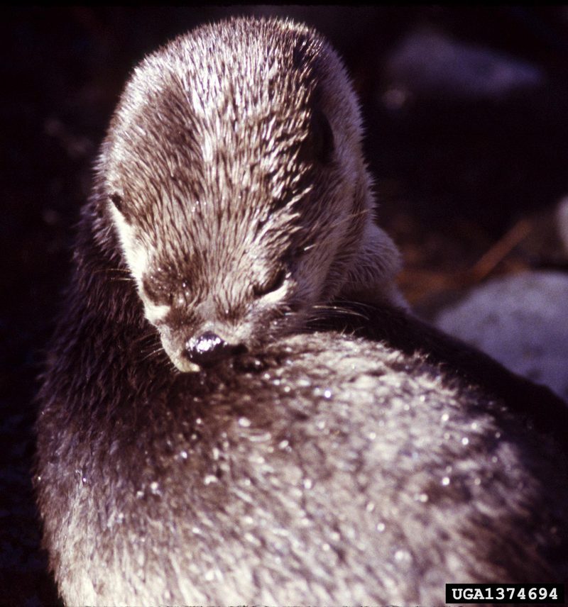 North American River Otter (Lontra canadensis){!--북미수달-->; DISPLAY FULL IMAGE.