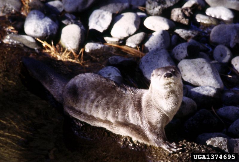 North American River Otter (Lontra canadensis){!--북미수달-->; DISPLAY FULL IMAGE.