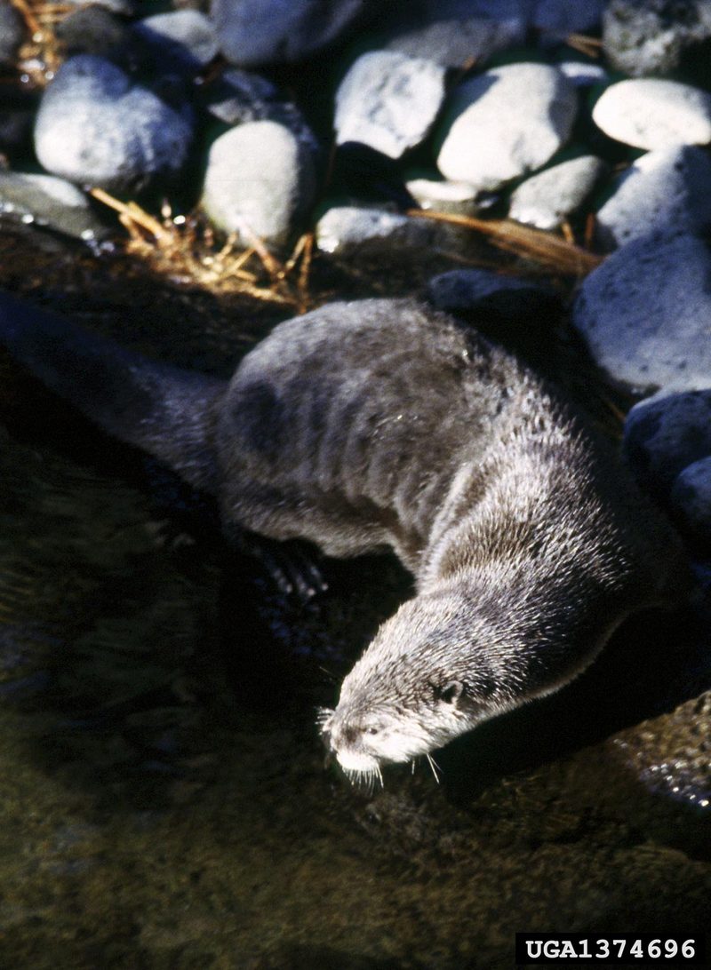 North American River Otter (Lontra canadensis){!--북미수달-->; DISPLAY FULL IMAGE.