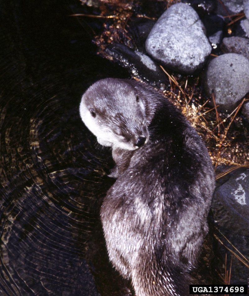 North American River Otter (Lontra canadensis){!--북미수달-->; DISPLAY FULL IMAGE.