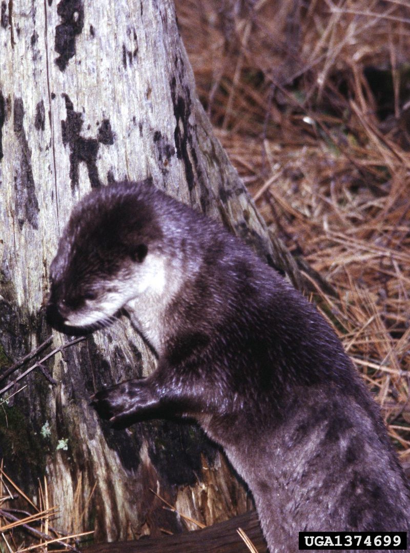 North American River Otter (Lontra canadensis){!--북미수달-->; DISPLAY FULL IMAGE.